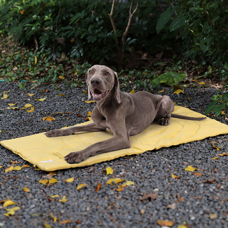 Portable Pet Mat Foldable Pet  - Camping Cot Foldable review and price